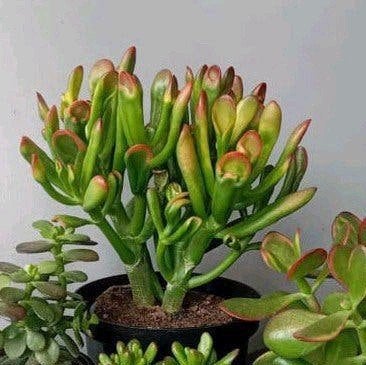 Crassula 30cm, Ophalen, Vetplant, In pot, Minder dan 100 cm