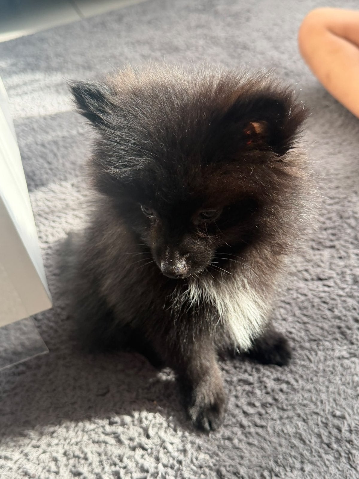 Dwergkees puppy, België, Particulier, 8 tot 15 weken, Eén hond