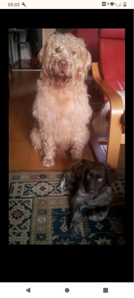 Lekkere honden brokken, Dieren en Toebehoren, Dierenvoeding, Ophalen of Verzenden, Hond