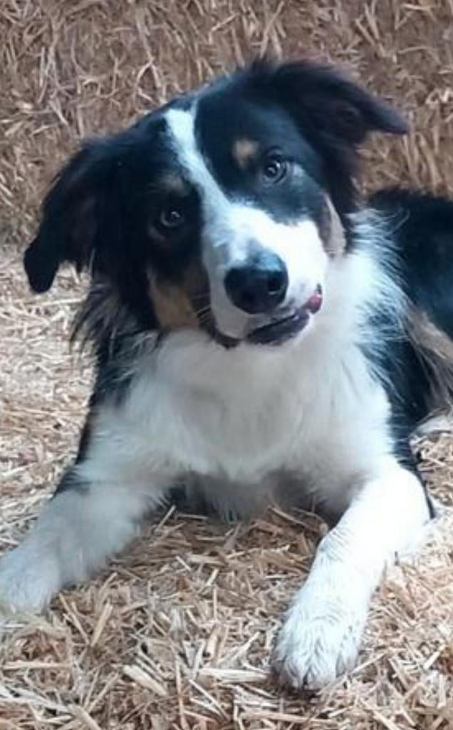 Bordercollie collie veedrijver Border Collie schaap, Reu, 1 tot 2 jaar, Parvo, Eén hond