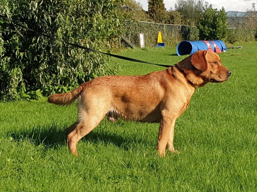 Labrador Dekreuen FCI stamboom,Fox Red,Zwart,Bruin,Blond, Teef, Meerdere, 3 tot 5 jaar, HCC (leverziekte)