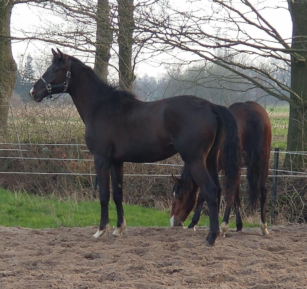 Enkele paarden uit eigen fokkerij, Dieren en Toebehoren, Paarden, Meerdere dieren, B, 165 tot 170 cm, 3 tot 6 jaar, Dressuurpaard