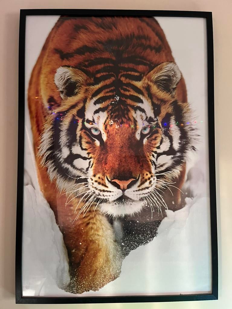 Tijger poster met foto lijst., Ophalen