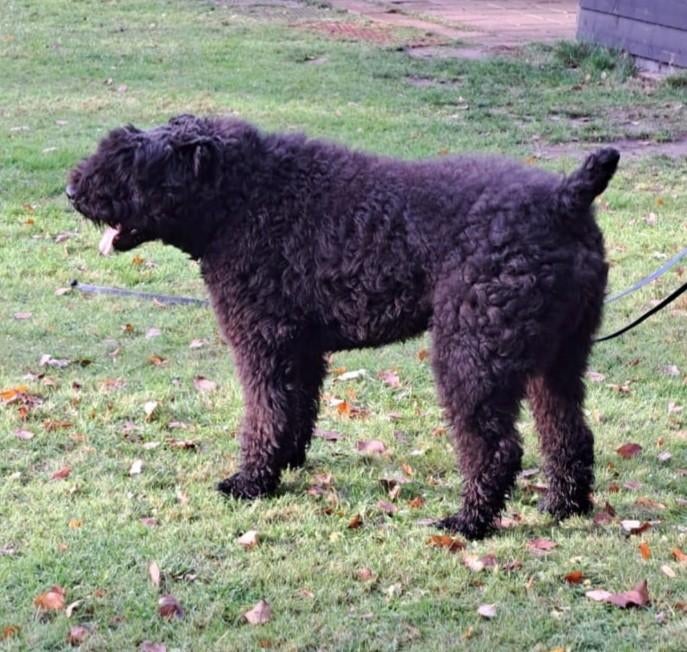 Staat ter dekking, Dieren en Toebehoren, Reu, Parvo, Eén hond, 3 tot 5 jaar