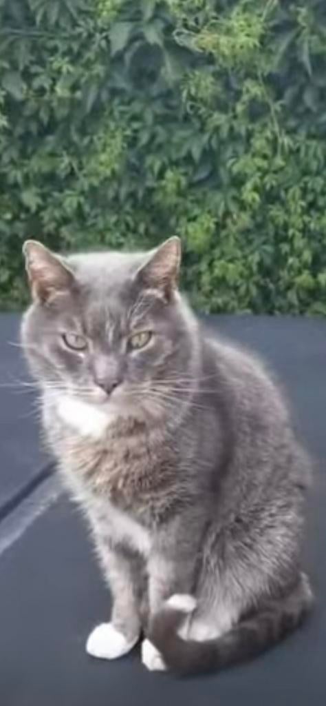 VERMIST - €250,- beloning voor eerlijke vinder, Kater