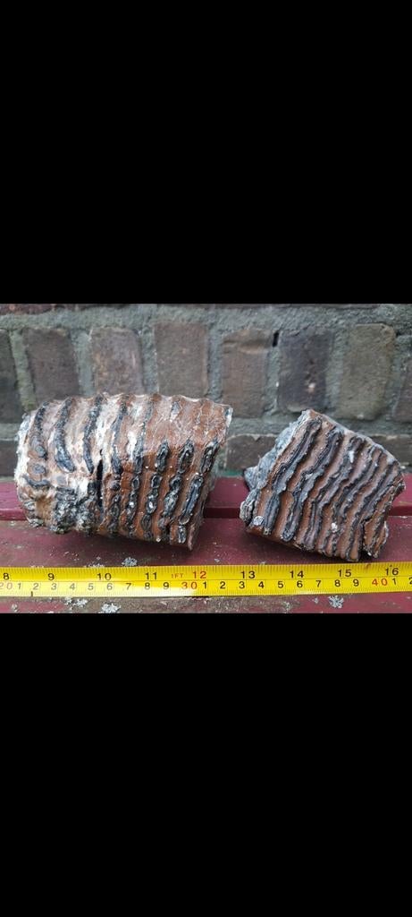 Mammoet kies mammuthus kies kaak Pleistoceen kiezen wolharig, Verzamelen, Mineralen en Fossielen, Ophalen of Verzenden, Fossiel
