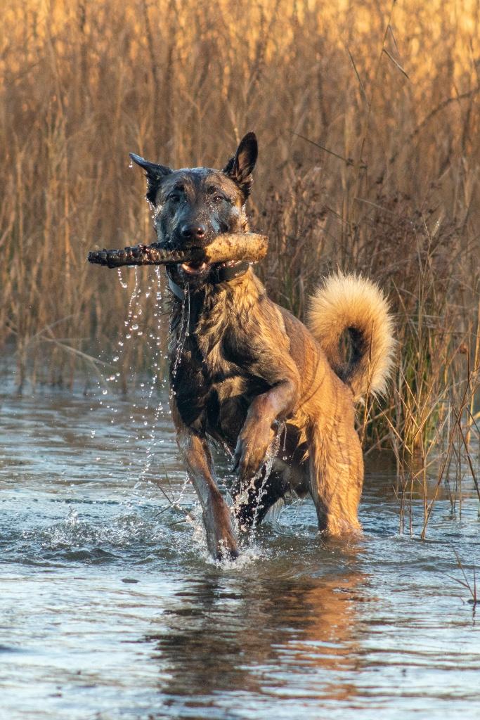 Mechelse Herder reu ter dekking aangeboden, Dieren en Toebehoren, Honden | Dekreuen, Reu, Eén hond, 3 tot 5 jaar, Nederland