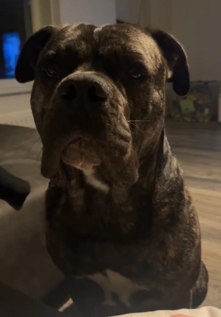 MOOIE FORSE DEKREU    CANECORSO/AMERICANBULLY, Reu, 1 tot 2 jaar, Eén hond, CDV (hondenziekte)