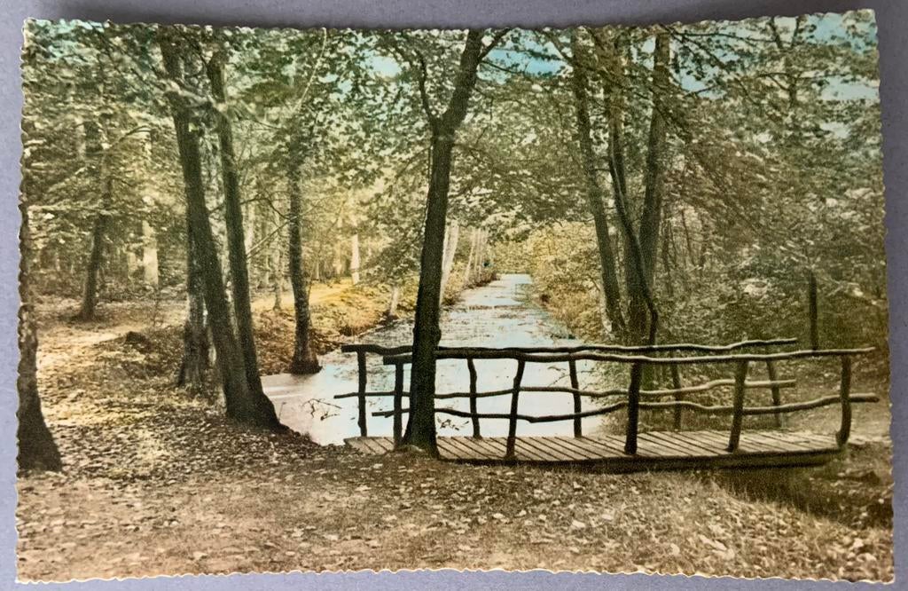 Bergen N. H., aardig plekje in de bossen, Ophalen of Verzenden, Voor 1920, Noord-Holland