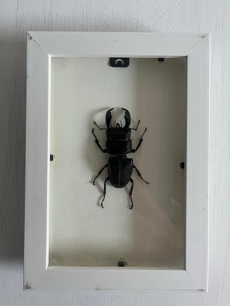Dorcus titanus typhon in lijst, Overige soorten