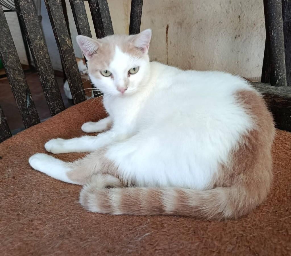 Jarela, Albert, 05-04-2024 gered uit het asiel, Kater, Kortharig, 0 tot 2 jaar