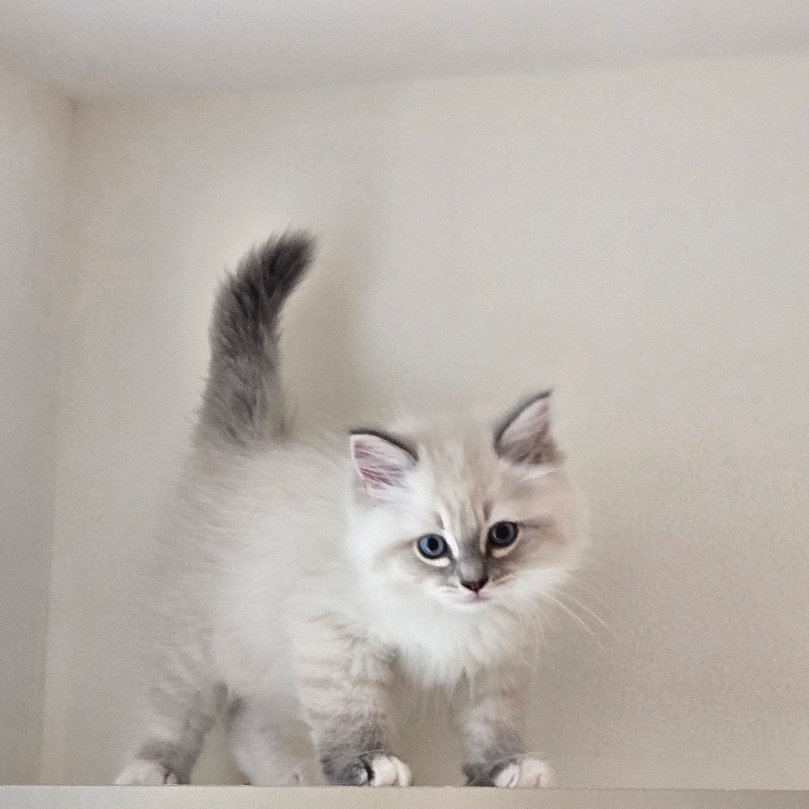 Siberische Neva Masquerade kitten, Kater, Met stamboom, 0 tot 2 jaar