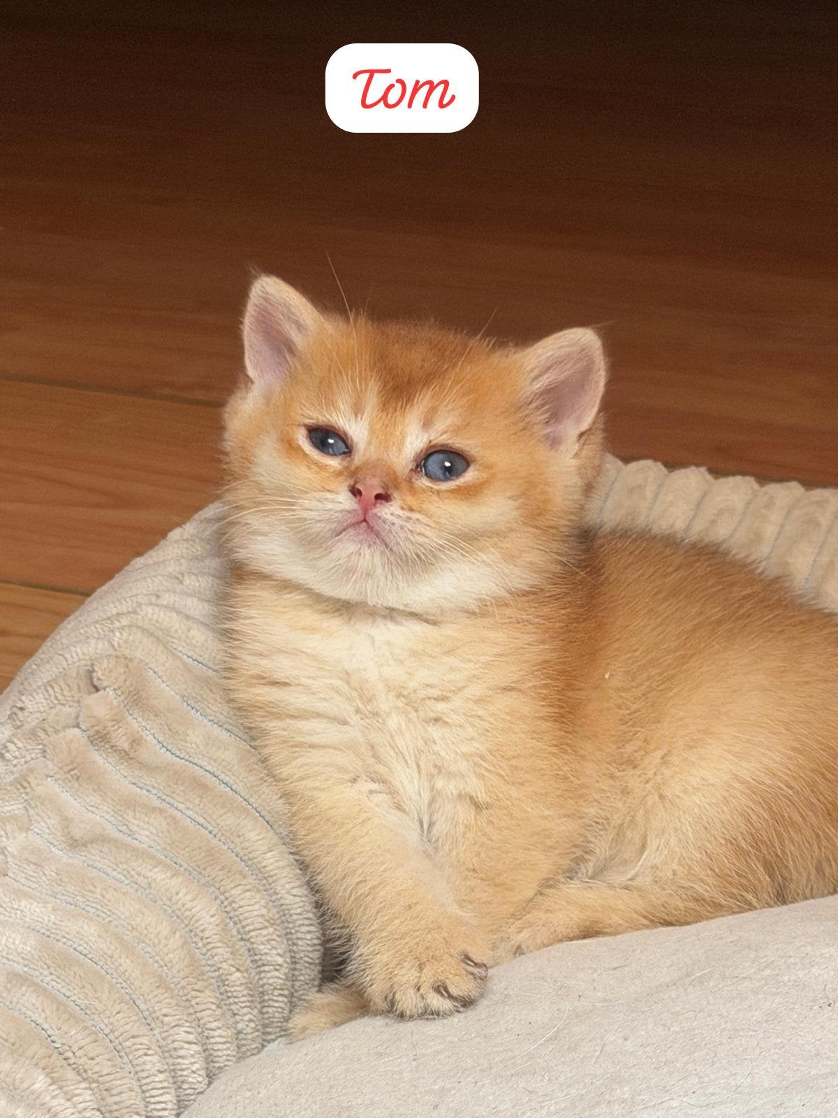 Britse korthaar kittens, Poes