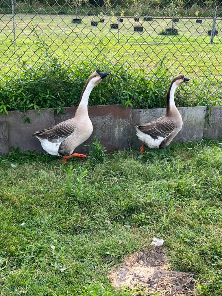Mooi overjarig koppel 3 jaar oud, Dieren en Toebehoren, Pluimvee, Meerdere dieren, Gans of Zwaan