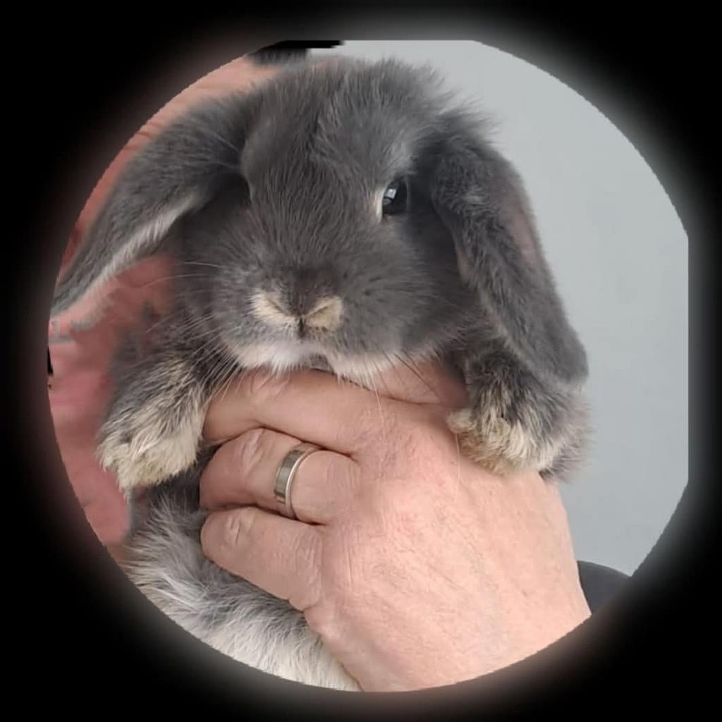 Hangoor, 4, gratis, Dieren en Toebehoren, Knaagdieren, Februari, Mannelijk, Overige typen