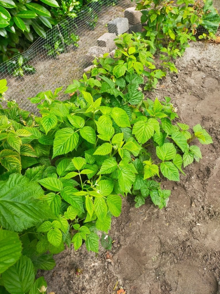 Jonge frambozen plantjes / stekken; in volle grond, Tuin en Terras, Planten | Tuinplanten, Ophalen, Volle zon, Vaste plant, Zomer