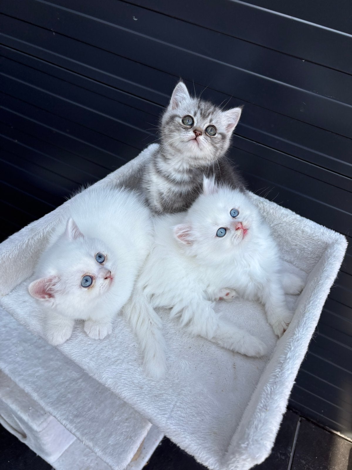 Britse korthaar kittens (nog 1 grijs/wit beschikbaar), Dieren en Toebehoren, Meerdere dieren, Kortharig, 0 tot 2 jaar