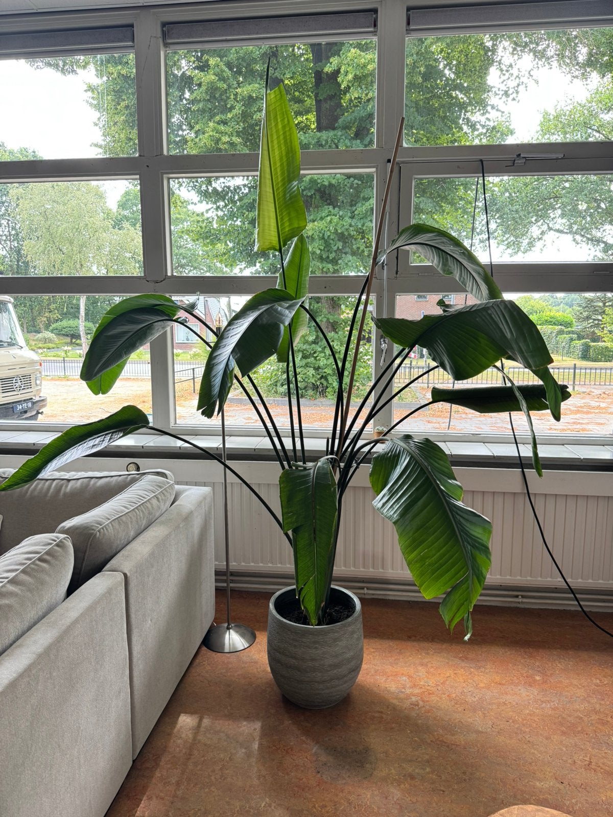 Strelitzia Nicolai (paradijsvogelplant), Ophalen, 200 cm of meer, Overige soorten, Halfschaduw