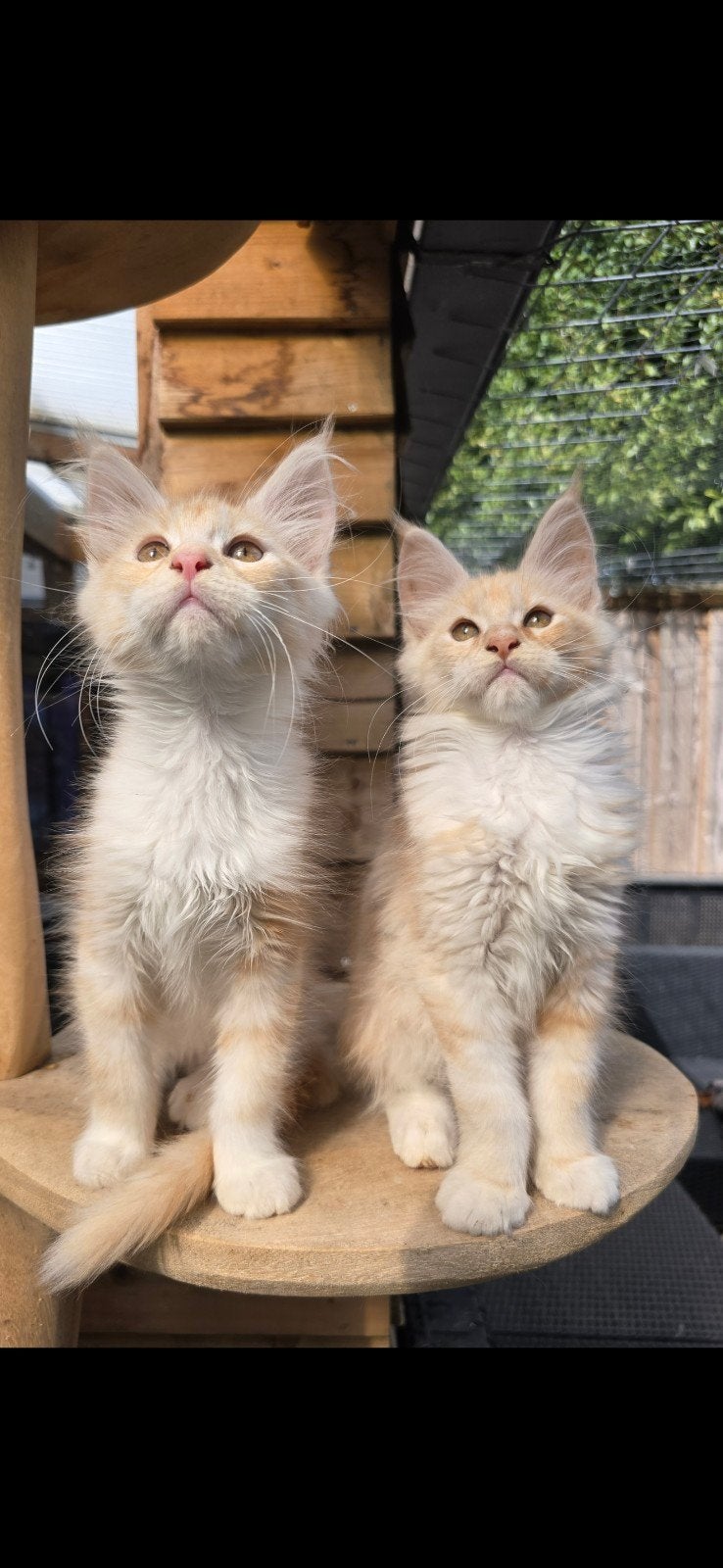 nog 2 red zilver tabby bloched met wit poesjes beschikbaar, Meerdere dieren, Gechipt, 0 tot 2 jaar