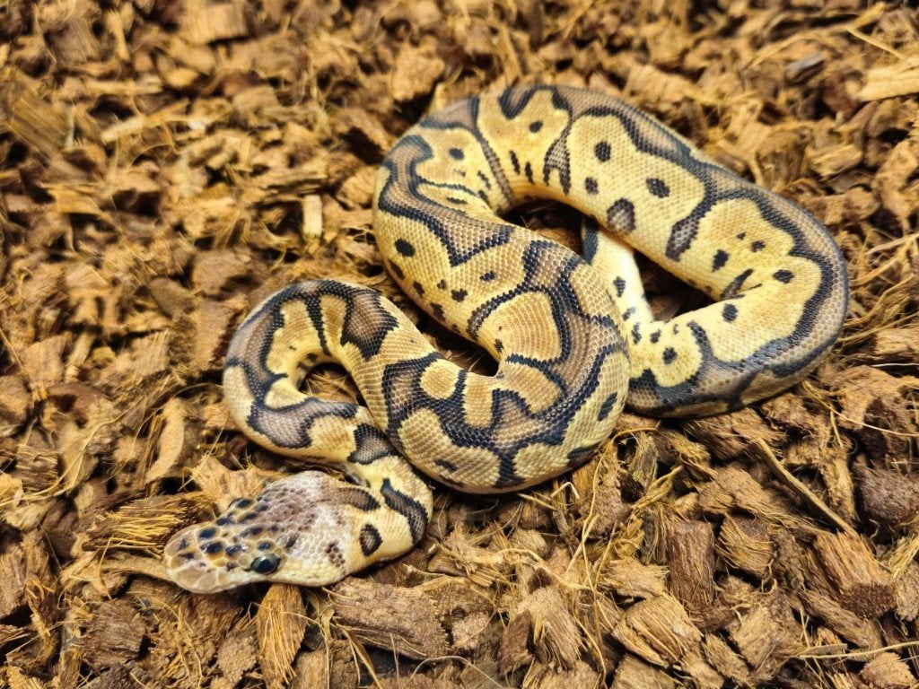 LAST MINUTE HOUTEN DEALS - Diverse koningspythons Ball Python photo 7