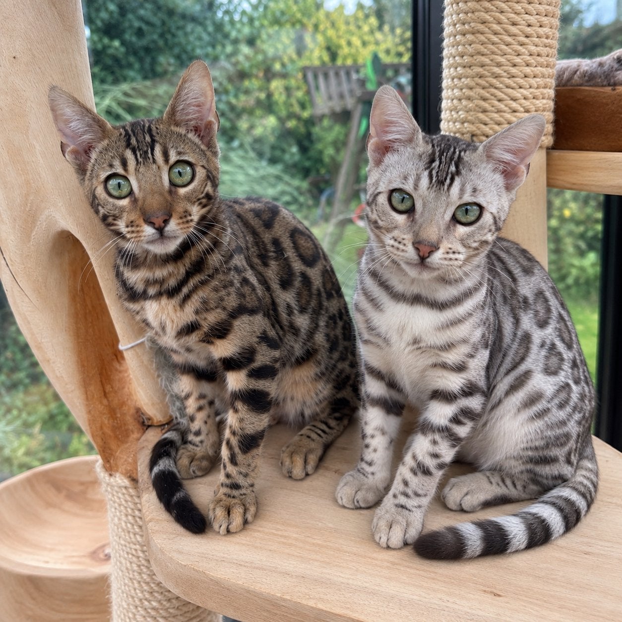 Bengaal katertjes met stamboom. Zilver Bruin Gecastreerd., Kater, Met stamboom, 0 tot 2 jaar
