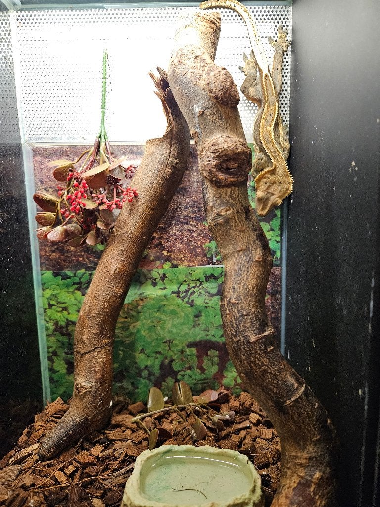 Correlophus ciliatus Wimpergekko's Crested Gecko - female for sale from TerShop