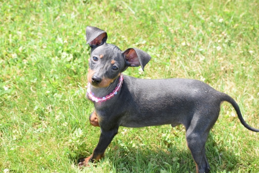 Pincher pups mooi klein blijvend, Dieren en Toebehoren, Honden | Herdershonden en Veedrijvers, 15 weken tot 1 jaar, Buitenland