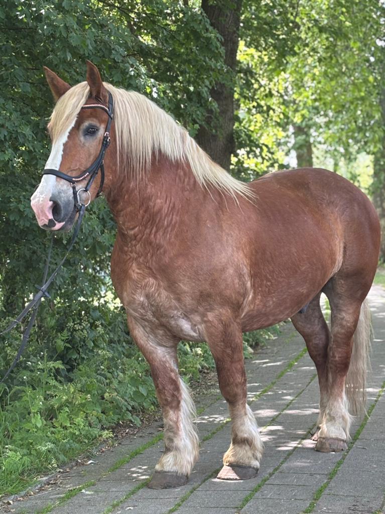 Te Koop: Diesel -  veelzijdige 11 jarige ruin, Dieren en Toebehoren, Ruin, Gechipt, Zadelmak, 11 jaar of ouder