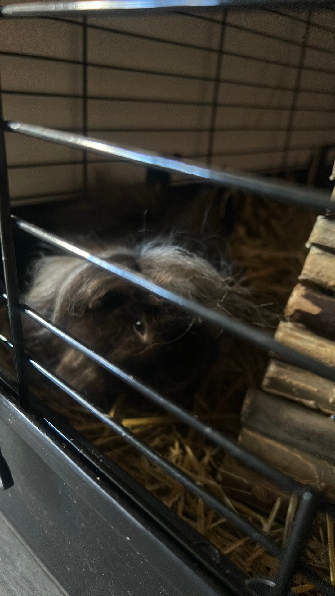 2 alpaca cavia’s inclusief kooi, Dieren en Toebehoren, Oktober, Mannelijk, Cavia