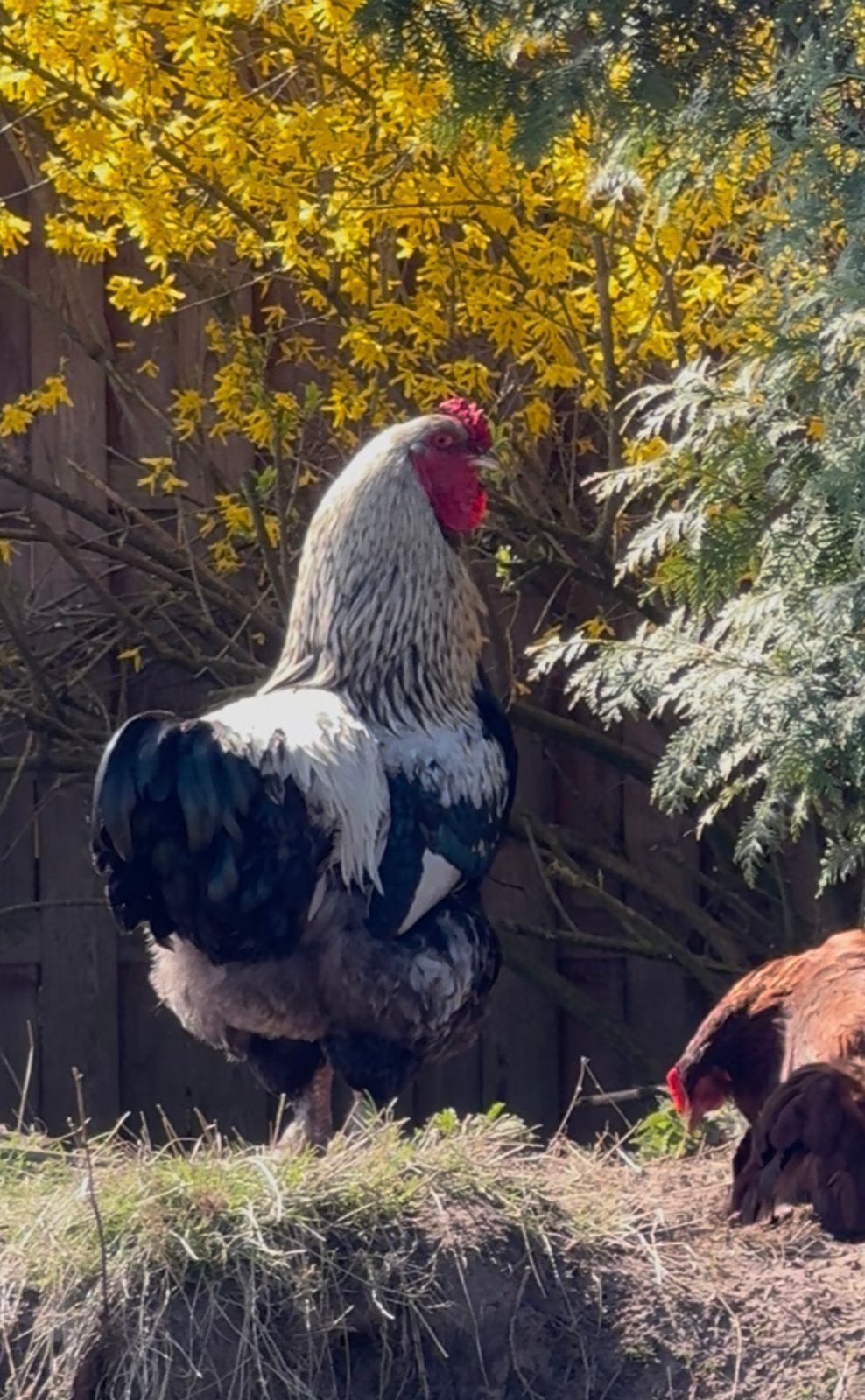 Grote vriendelijke brahma haan, 1,5 jaar (evt met leghennen), Mannelijk, Kip