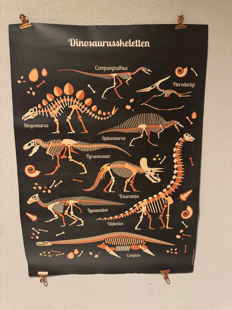 Dinosaurus posters: skeletten en soorten, Ophalen, Gebruikt, Overige typen