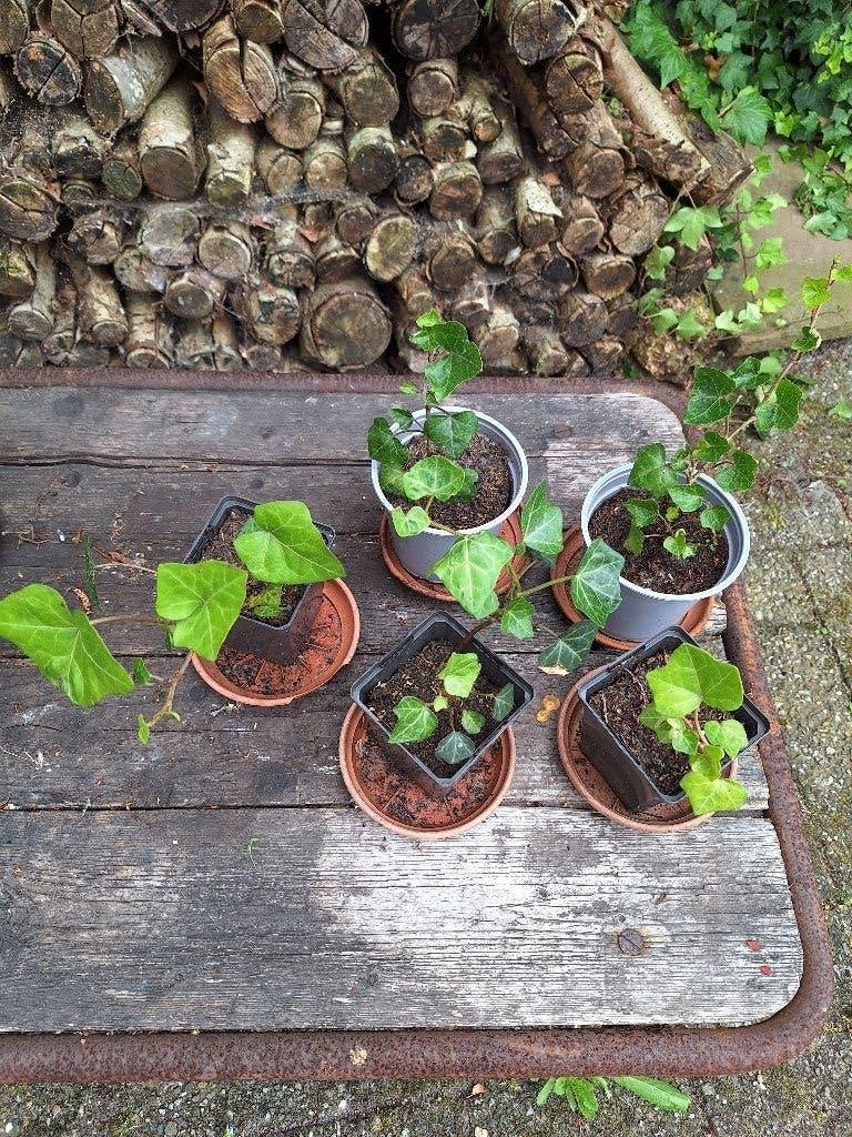 Klimop plantjes 5 x, Ophalen, Vaste plant, Bloeit niet, Halfschaduw