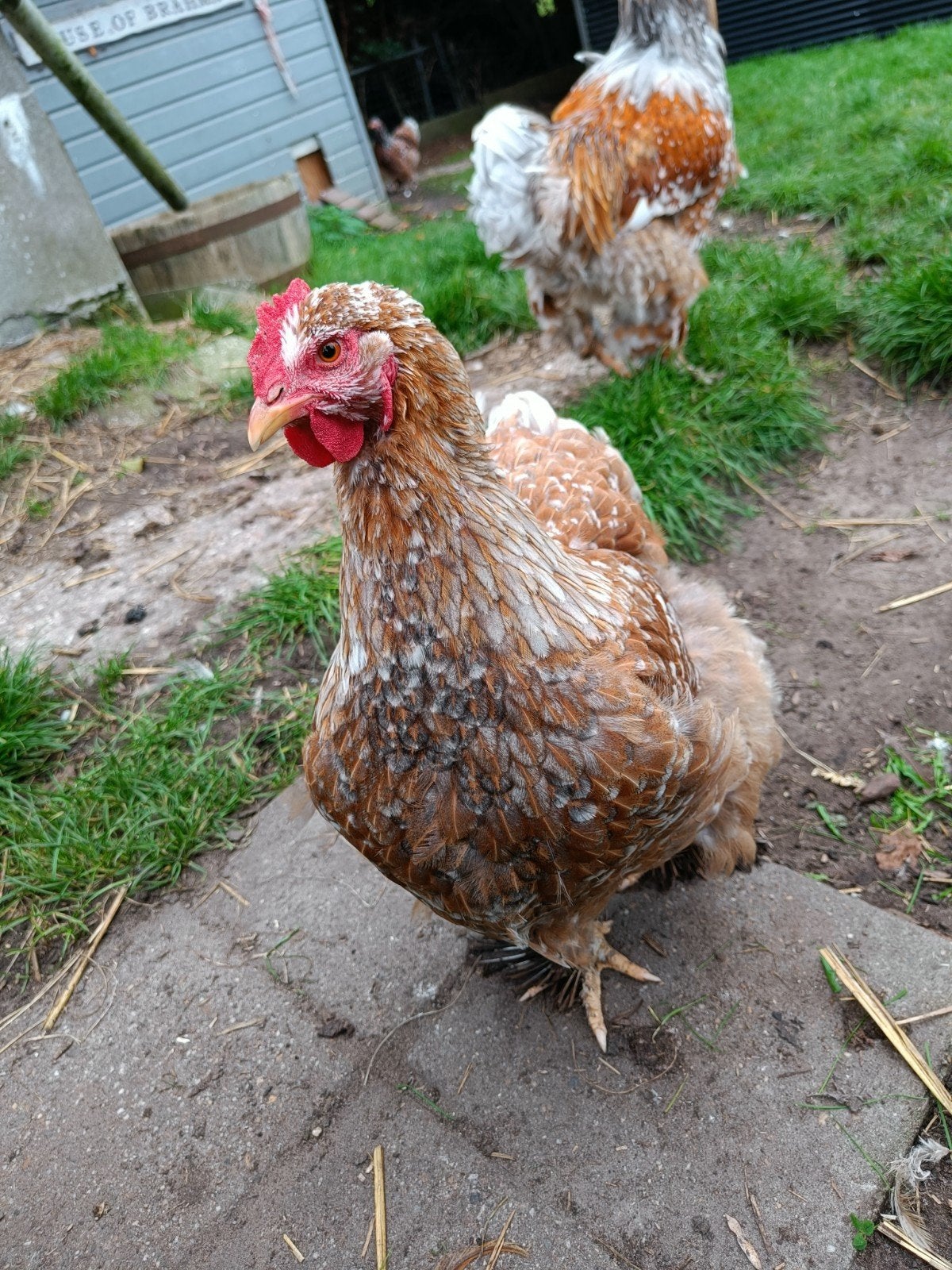 Brahma groep haan + drie hennen (blauwporselein en gepareld), Dieren en Toebehoren, Meerdere dieren, Kip