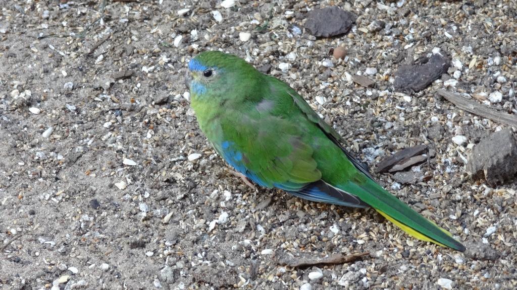 Turquoisine pop (gevraagd), Dieren en Toebehoren, Vogels | Parkieten en Papegaaien, Vrouwelijk, Parkiet