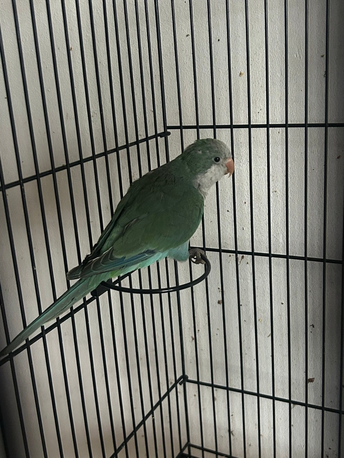 Muisparkiet vrouw, nog niet tam., Dieren en Toebehoren, Vogels | Parkieten en Papegaaien, Vrouwelijk, Parkiet, Geringd