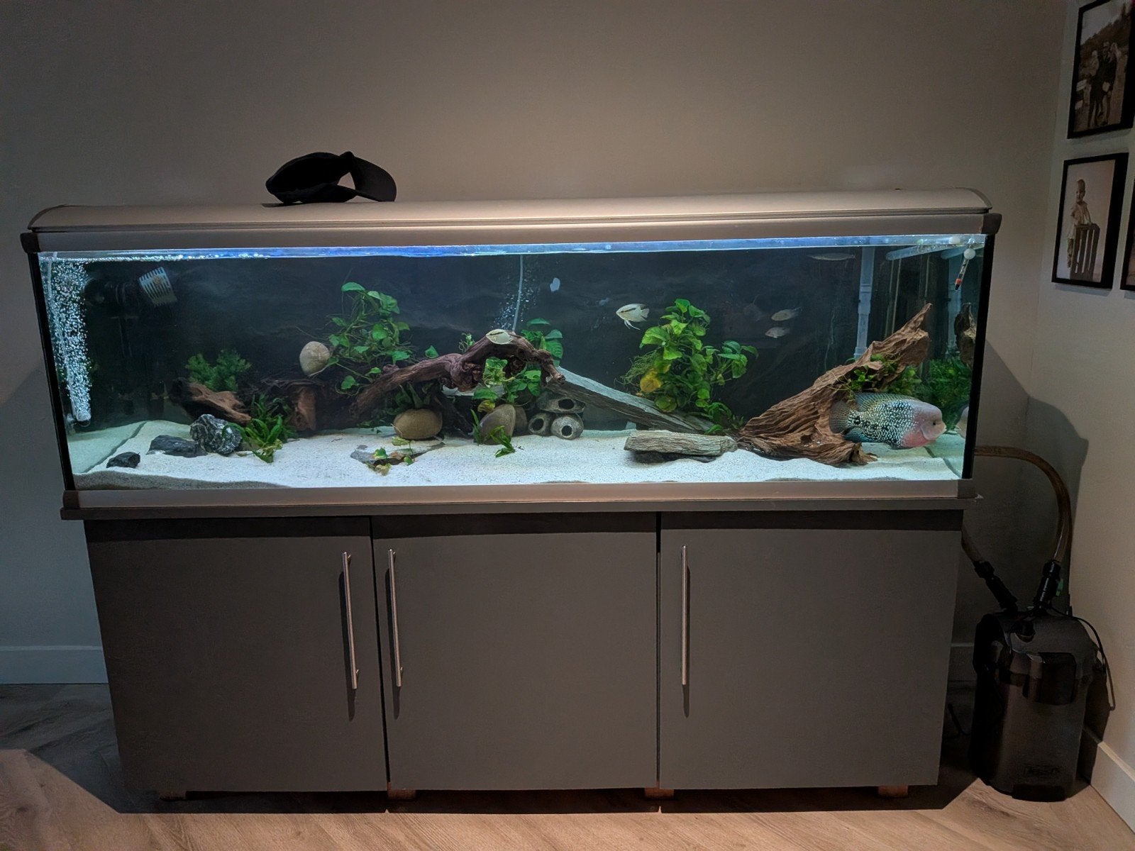 Aquarium 2 meter grijs complete set, Dieren en Toebehoren, Ophalen, Inclusief vissen, Gebruikt, Gevuld zoetwateraquarium