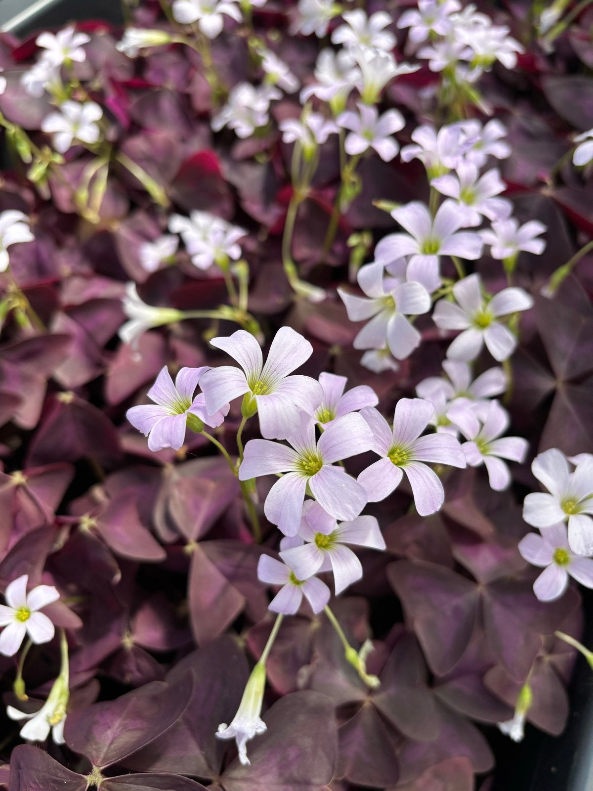 Oxalis triangularis knolletjes - Paarse Klaver, Overige soorten, Vaste plant, Ophalen of Verzenden, Halfschaduw