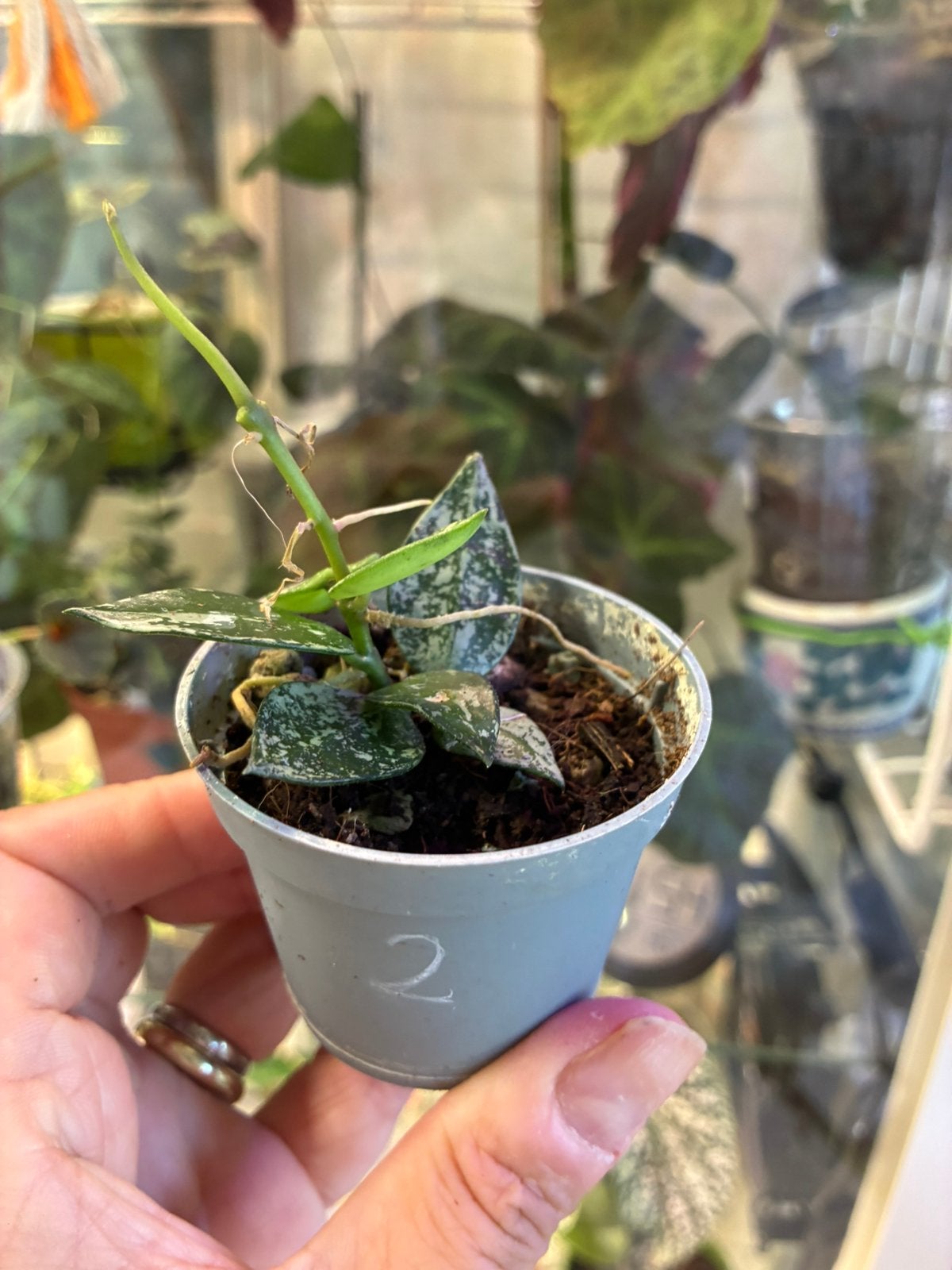 Hoya Krohniana (Super Silver) - goed gewortelde stekken, Overige soorten, Minder dan 100 cm, Groene kamerplant, Halfschaduw