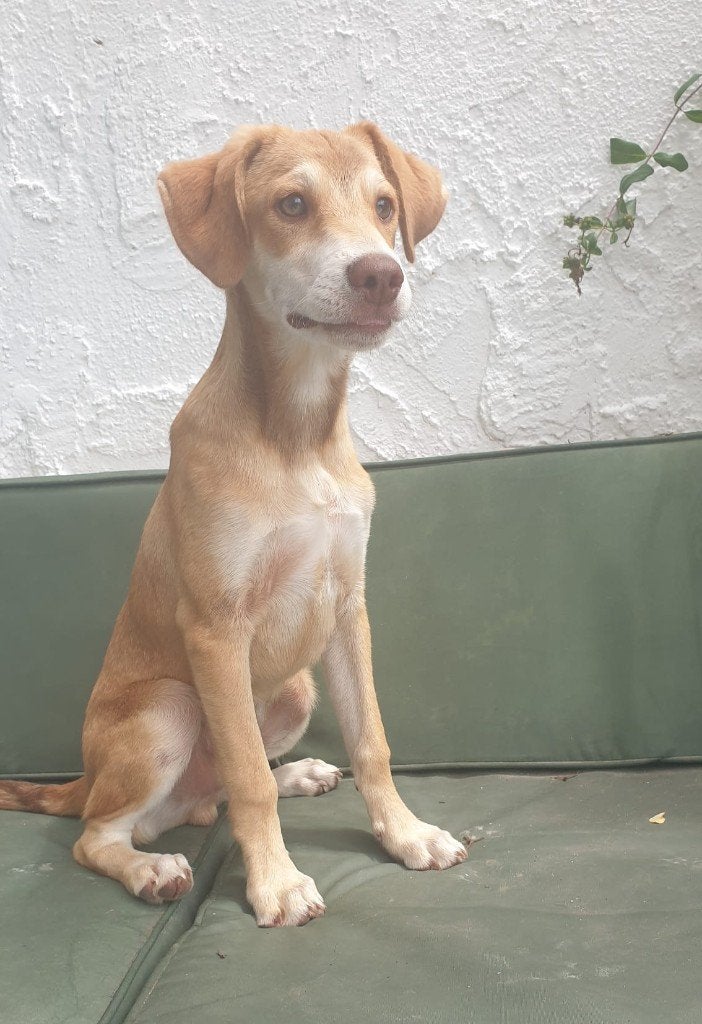 Fantastische pup zoekt forever home !, Dieren en Toebehoren, Particulier, 15 weken tot 1 jaar, Buitenland, Parvo
