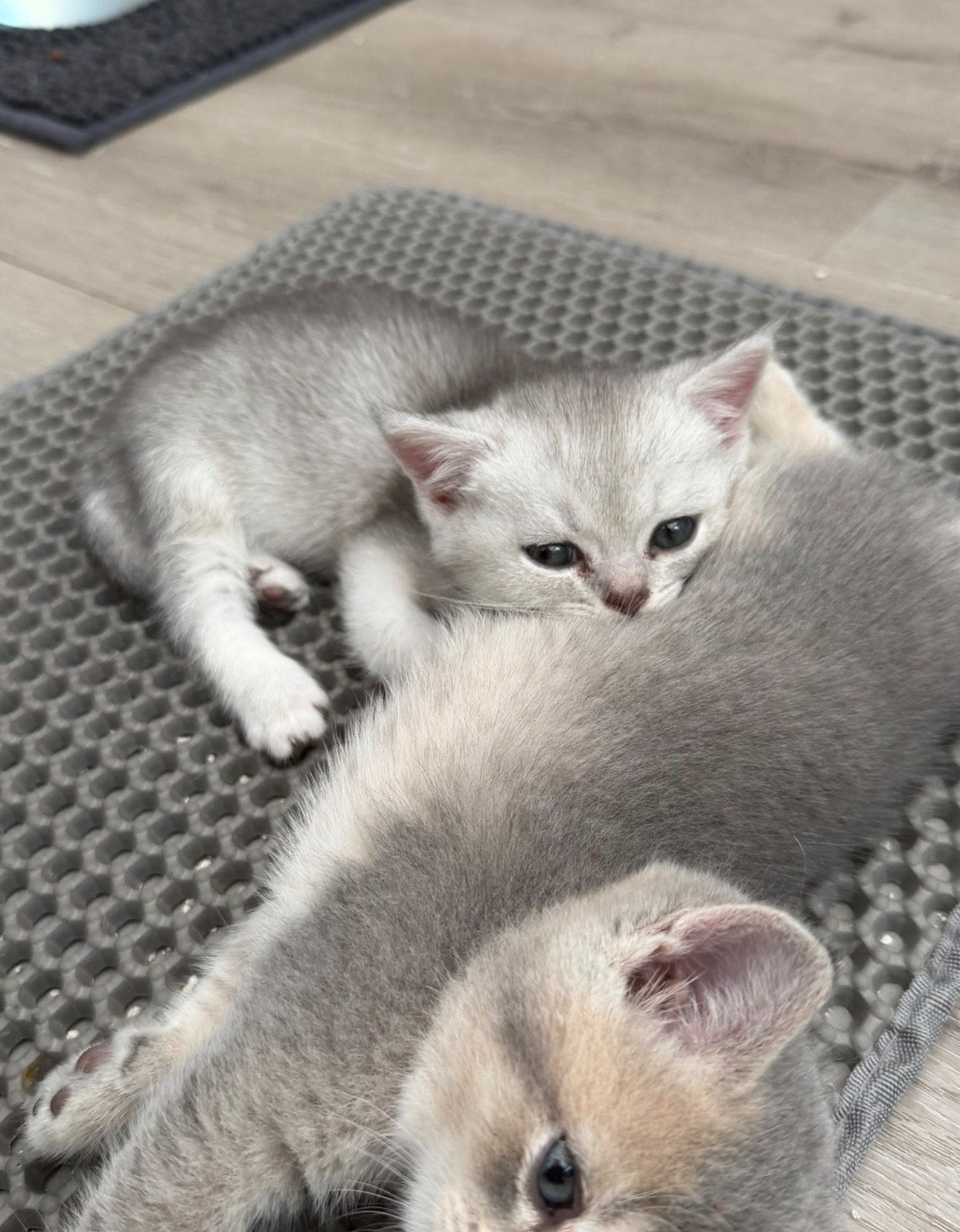 Britse korthaar katers, Dieren en Toebehoren