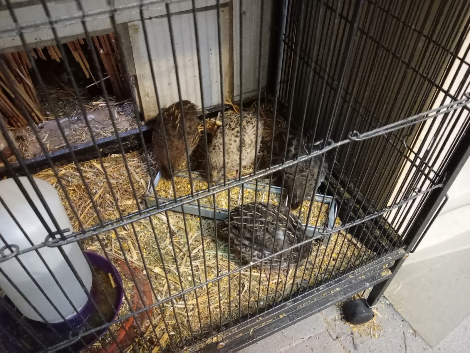 Franse kwartel, Meerdere dieren
