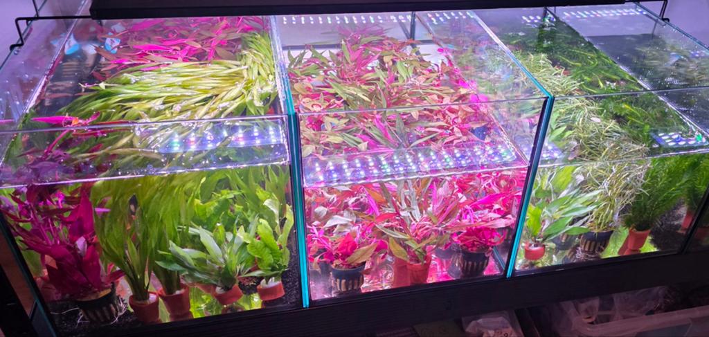 Aquariumplanten  | Aquarium planten | mossen | mos, Ophalen of Verzenden, Nieuw, Plant(en), Steen of Hout
