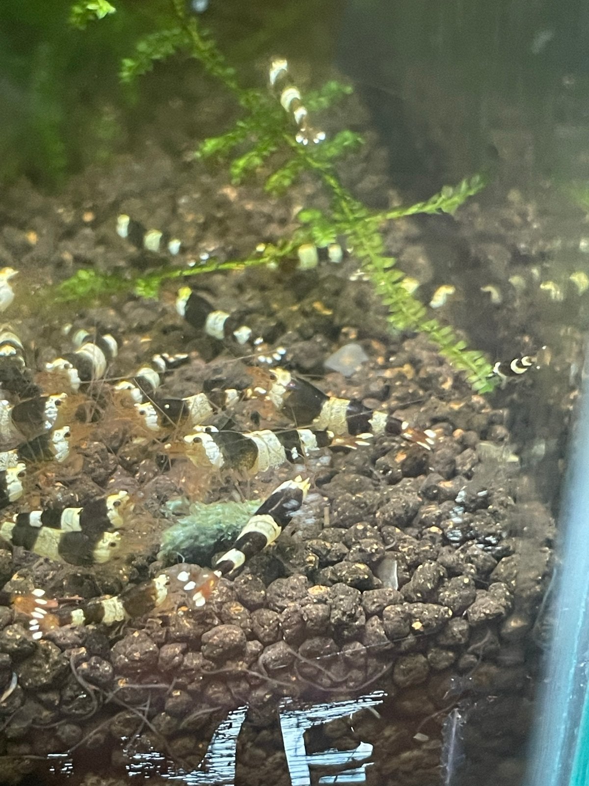 Garnalen crystal  black, Dieren en Toebehoren, Vissen | Aquariumvissen, Kreeft, Krab of Garnaal