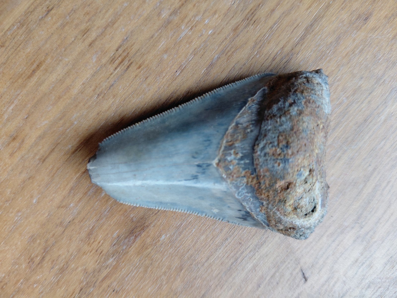 Megalodon tand met enige schade-Java, Verzamelen, Ophalen of Verzenden, Fossiel