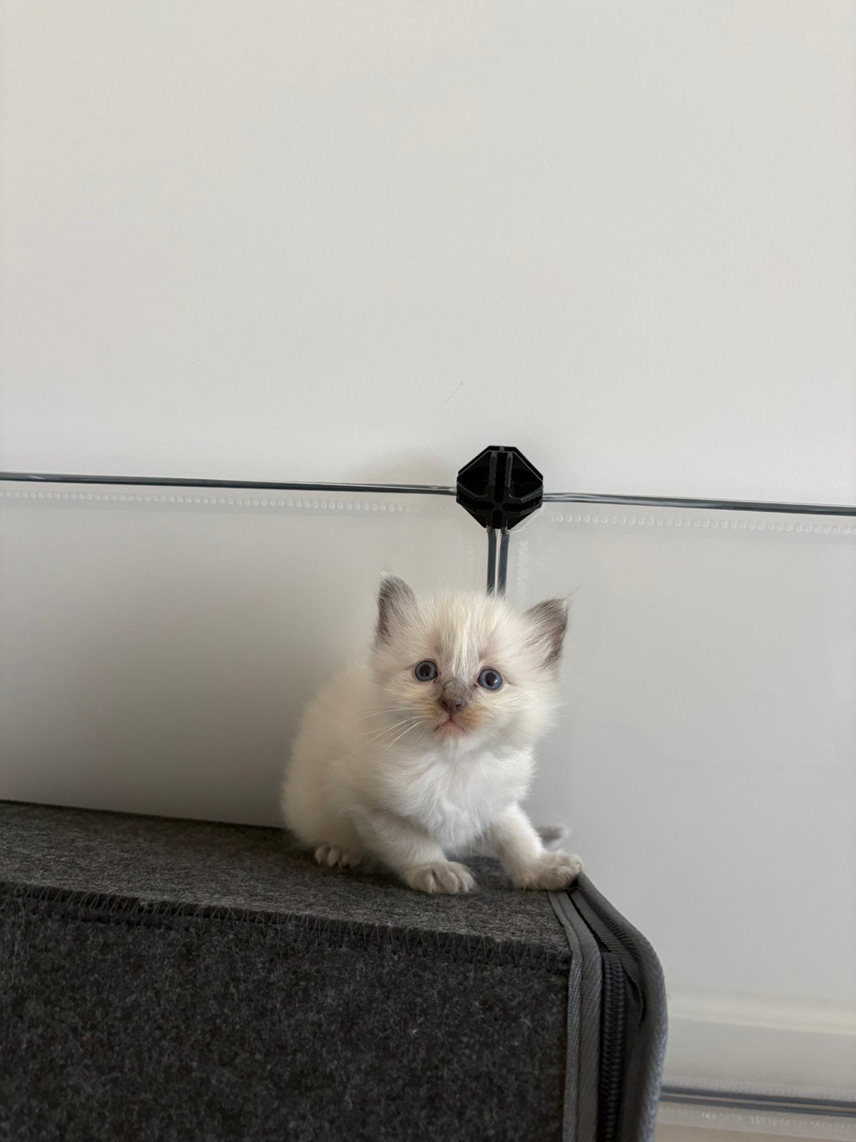 ragdoll kittens, Dieren en Toebehoren, Katten en Kittens | Raskatten | Langhaar, Poes, Met stamboom, 0 tot 2 jaar