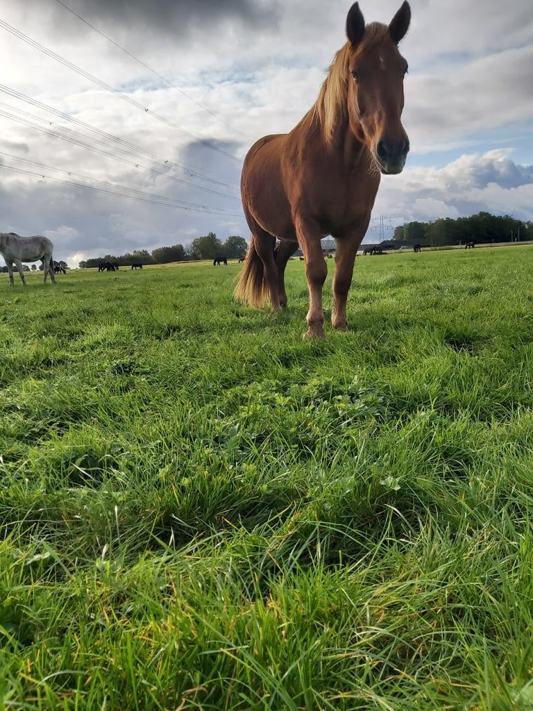 Paardenrusthuis€190( revaliderende)grote inloop stal, Dieren en Toebehoren