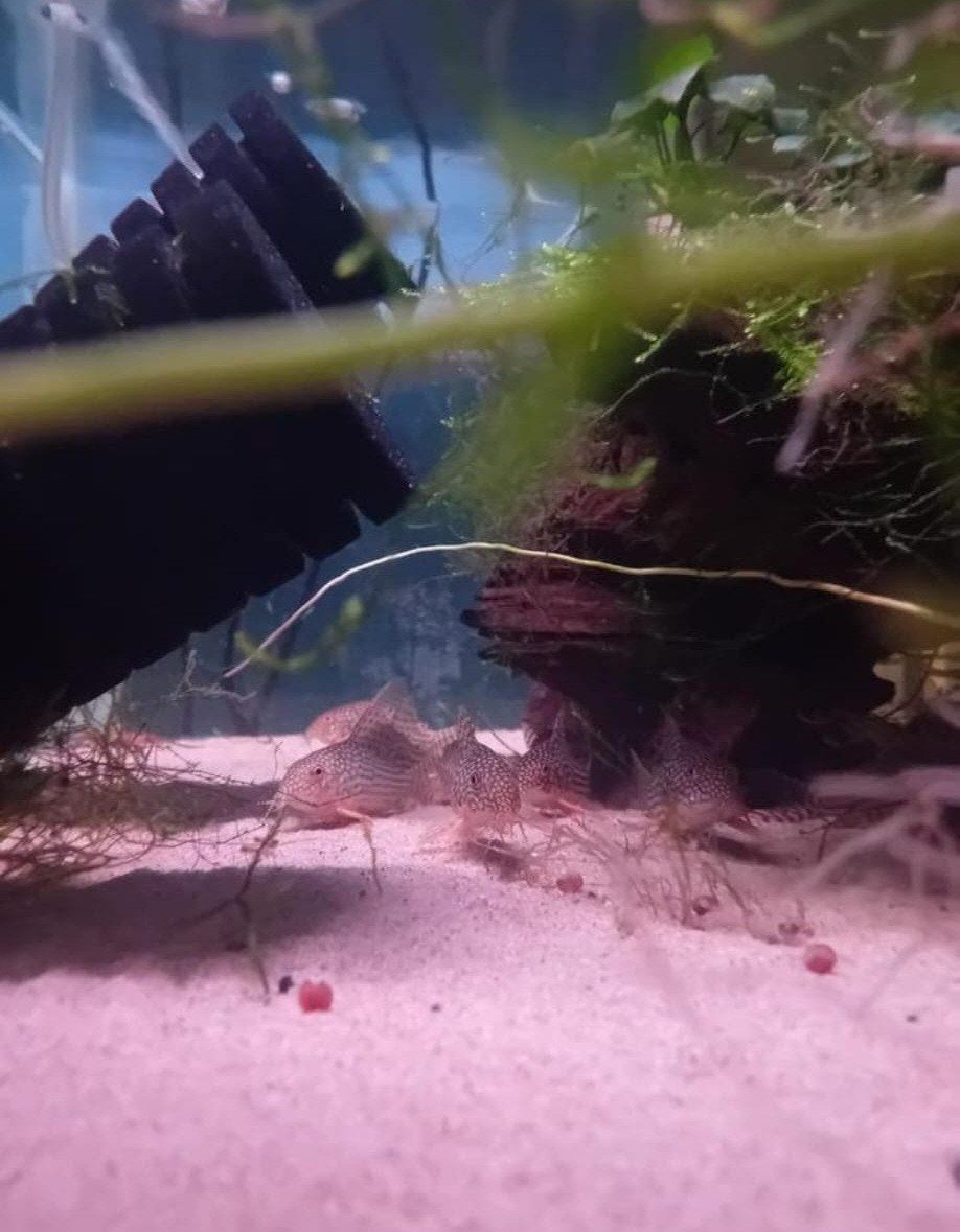 CORYDORA STERBAI, Dieren en Toebehoren, Vissen | Aquariumvissen, Vis
