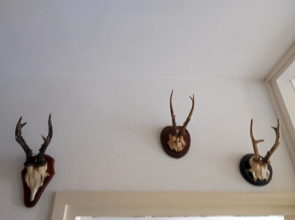 3 mooie ree geweien, Ophalen, Gebruikt, Hert, Opgezet dier