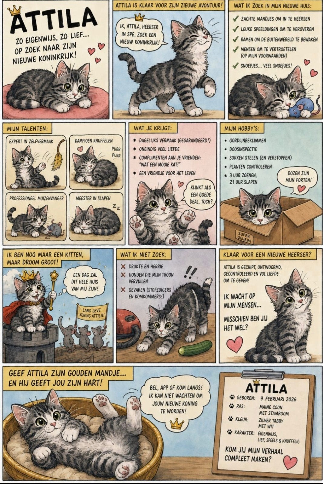 Maine Coon katertje, stamboom,gechipt. Uit geteste ouders, Kater, Met stamboom, 0 tot 2 jaar