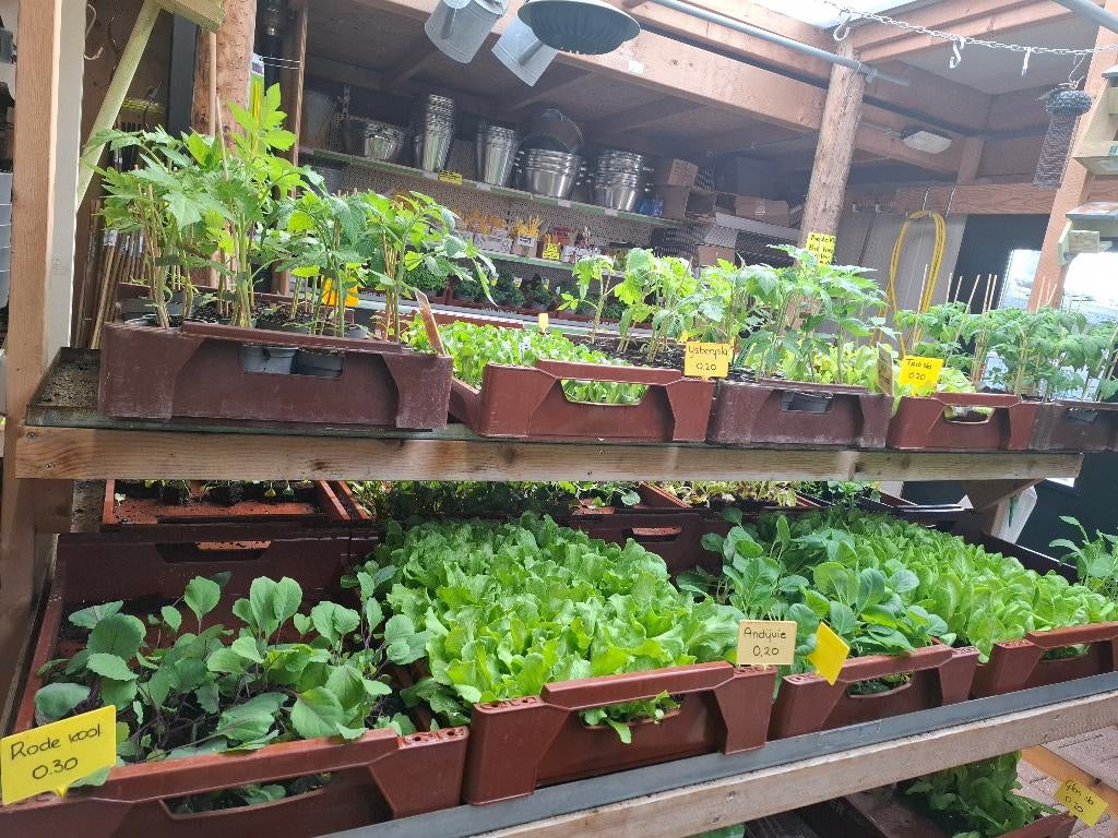 Groenteplanten/groentenplanten, moestuin planten, volkstuin, Ophalen, Eenjarig, Groenteplanten, Volle zon